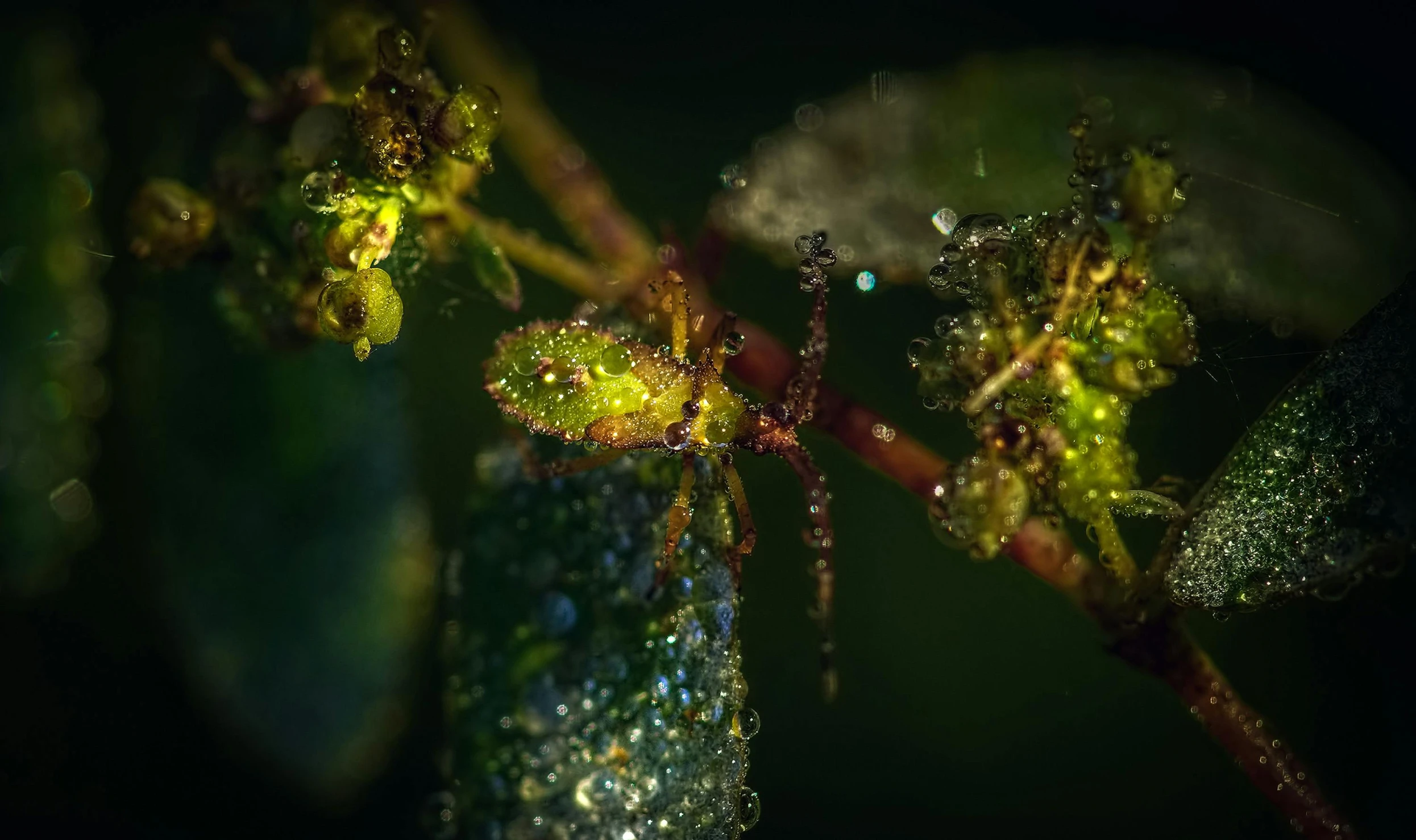 a close up of a plant with water droplets on it, a macro photograph, inspired by Elsa Bleda, unsplash contest winner, art photography, antropromorphic stick insect, night photo, today\'s featured photograph 4k, highly detailed water colour 8 k