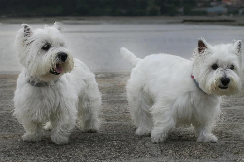 two small white dogs standing next to each other, pexels contest winner, shoreline, spiky, wrinkles, scottish