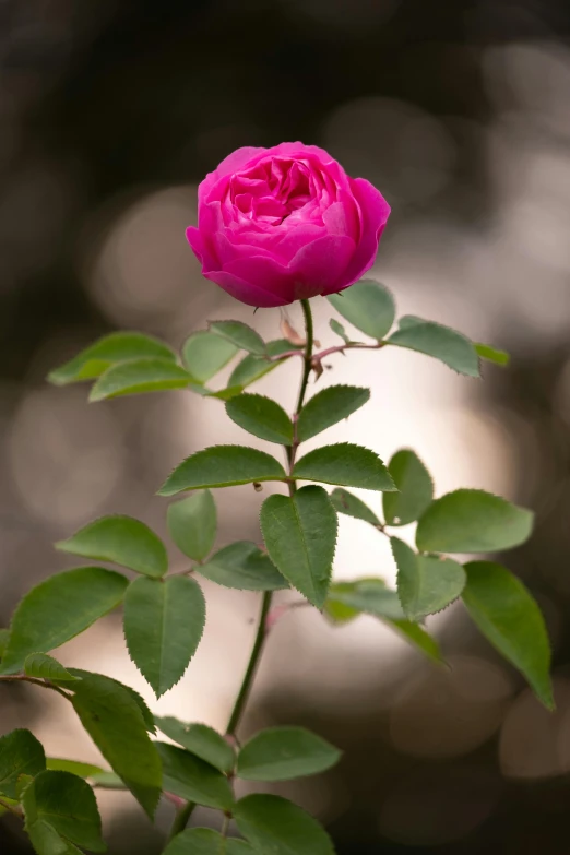 the pink rose is blooming near the leaves
