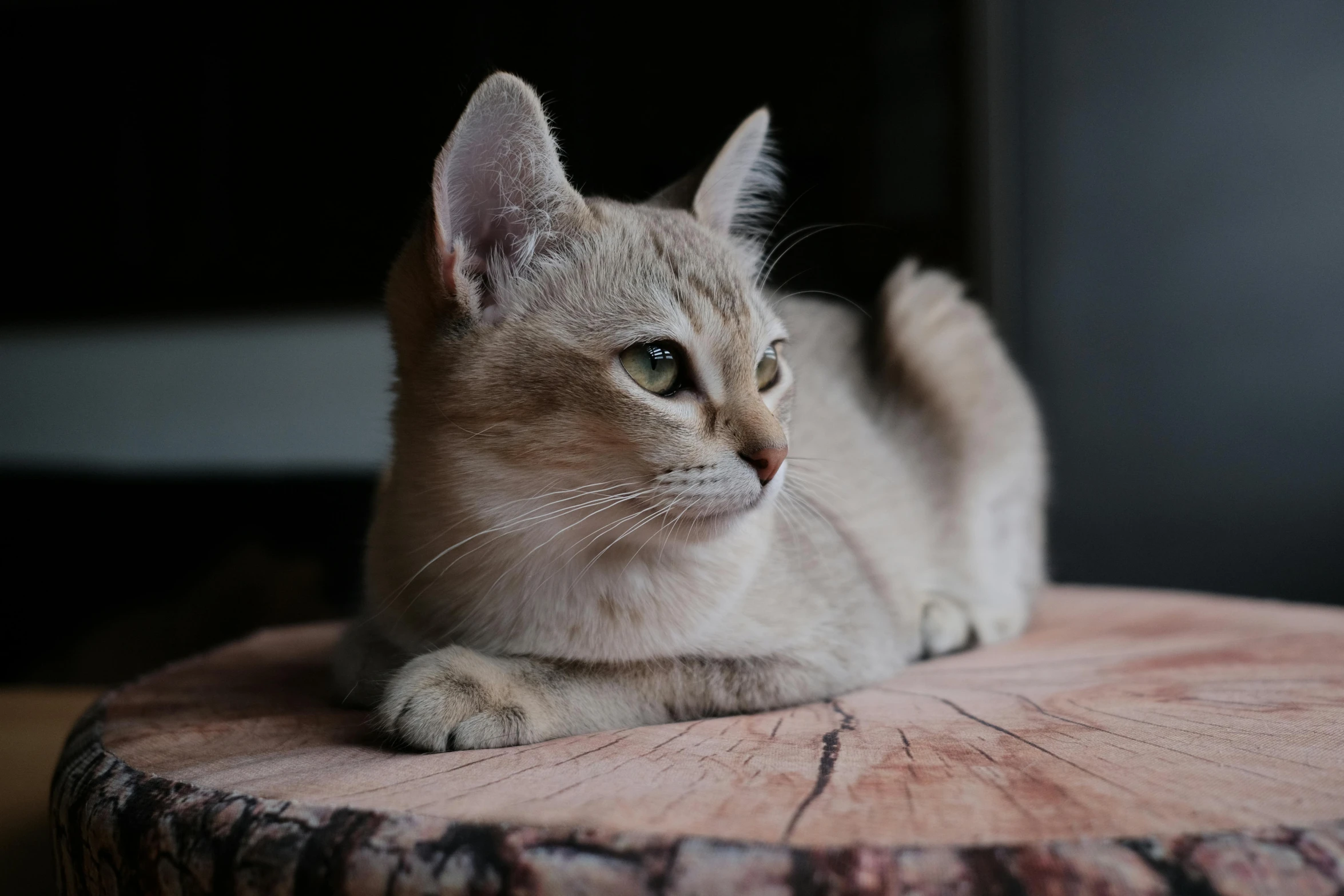 a cat laying on top of a tree stump, a picture, trending on pexels, sitting on a mocha-colored table, pale pointed ears, high resolution photo, gif