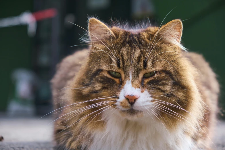 a close up of a cat laying on the ground, by Tom Bonson, unsplash, fluffy chest, old male, slightly pixelated, looking confident