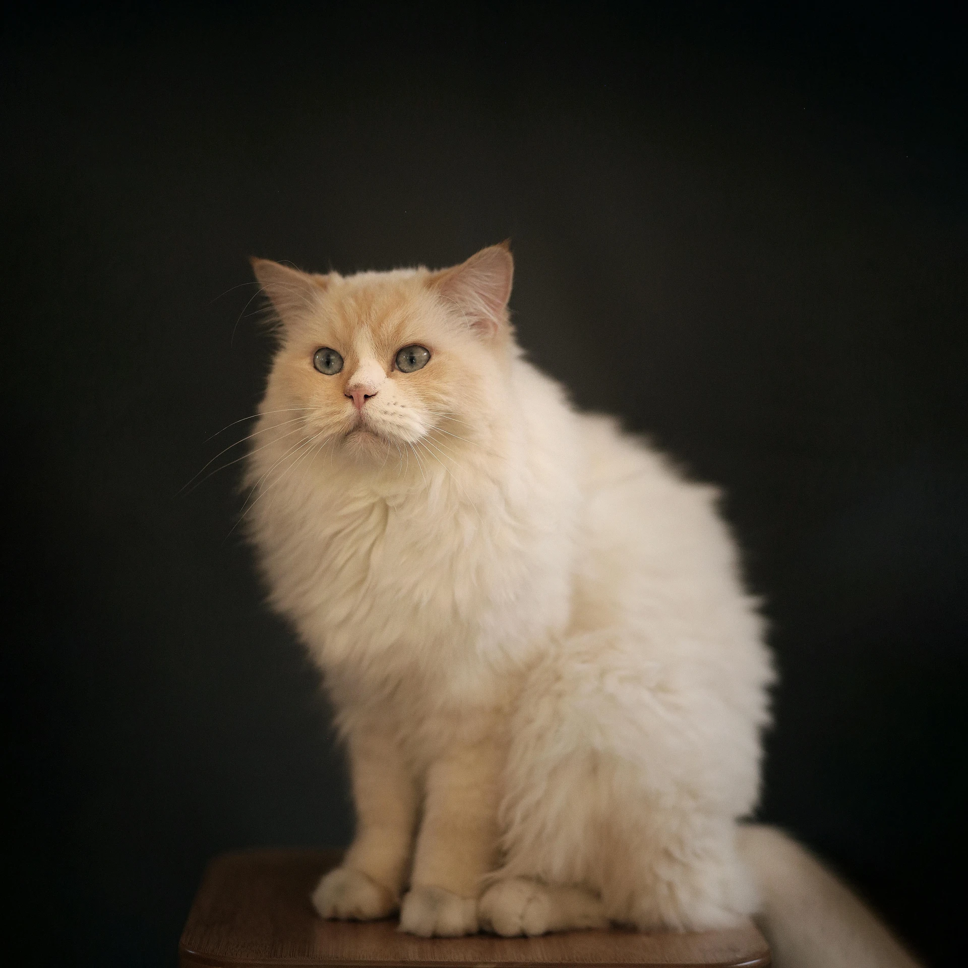 a white cat sitting on top of a wooden chair, on a pedestal, shot with sony alpha, orange fluffy belly, small blue eyes