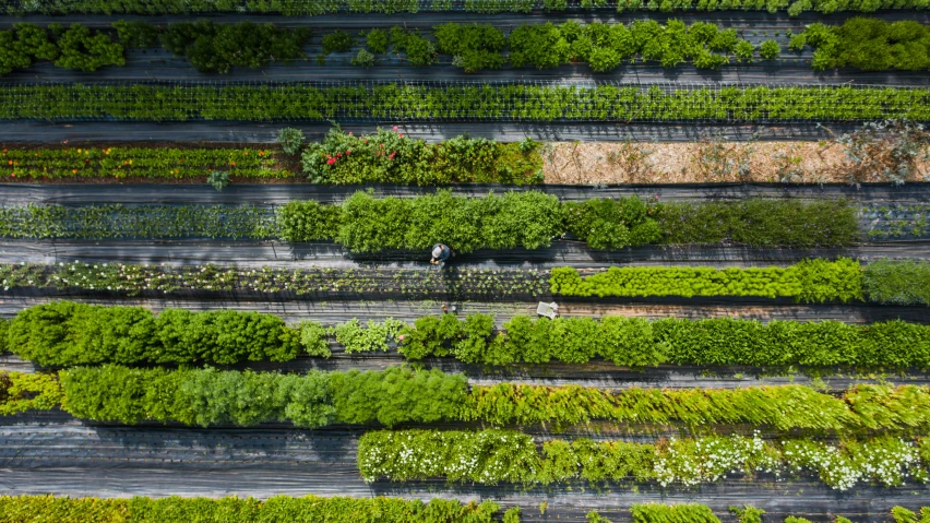 a man standing on top of a lush green field, inspired by Andreas Gursky, pexels contest winner, environmental art, vertical vegetable gardens, knolling, in bloom greenhouse, in a row