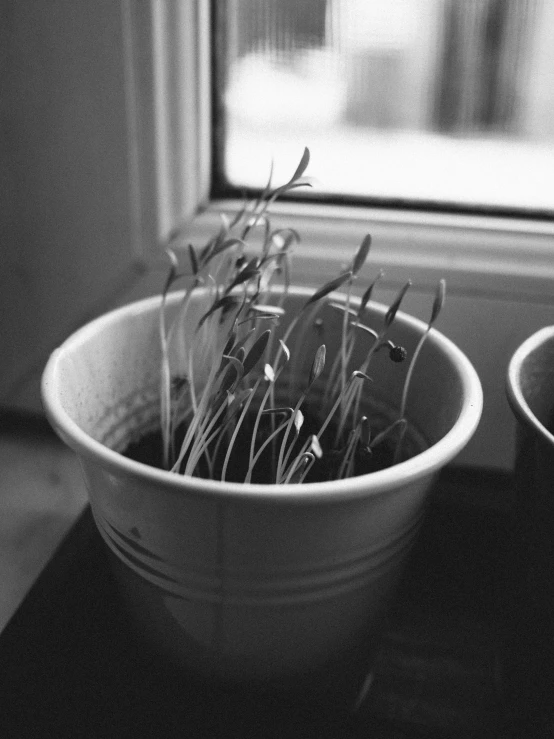two potted plants sit in front of a window, a black and white photo, shot from behind blades of grass, with sprouting rainbow hair, surrounding onions, tri - x pan stock