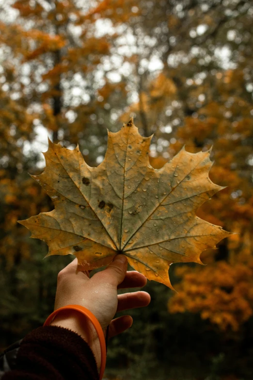 a person holding a leaf in front of a forest, brown, uploaded, seasonal, on display
