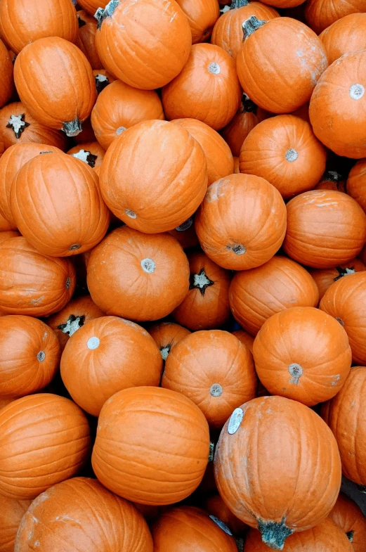 a pile of orange pumpkins sitting on top of each other, reddit, 2 5 6 x 2 5 6 pixels, fan favorite, boston, university