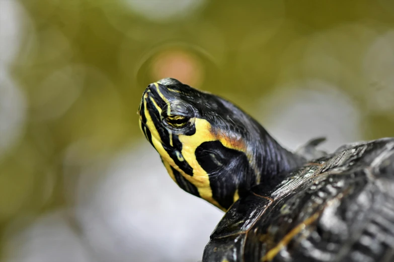 a turtle sitting on top of a tree branch, a portrait, pexels contest winner, black and yellow colors, avatar image, multicoloured, wrinkly