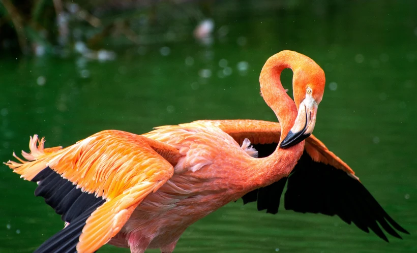 a flamingo standing in the water with its wings spread, pexels contest winner, hurufiyya, vibrant orange, looking to his left, slide show, zoo