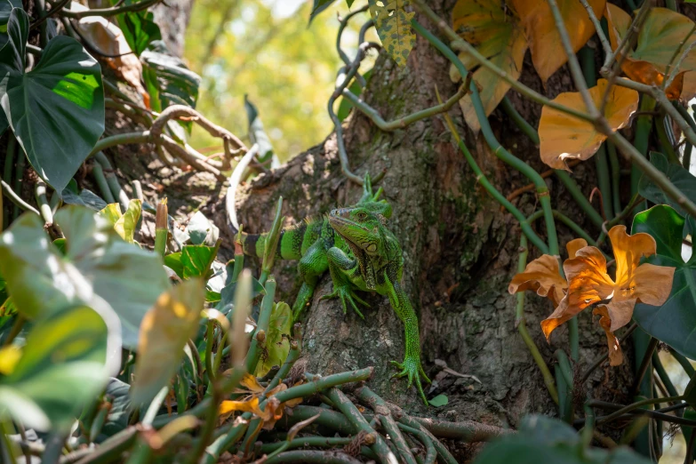 a lizard that is sitting on a tree, by Daniel Lieske, unsplash, visual art, covered in plants, avatar image, full frame image, in marijuanas gardens