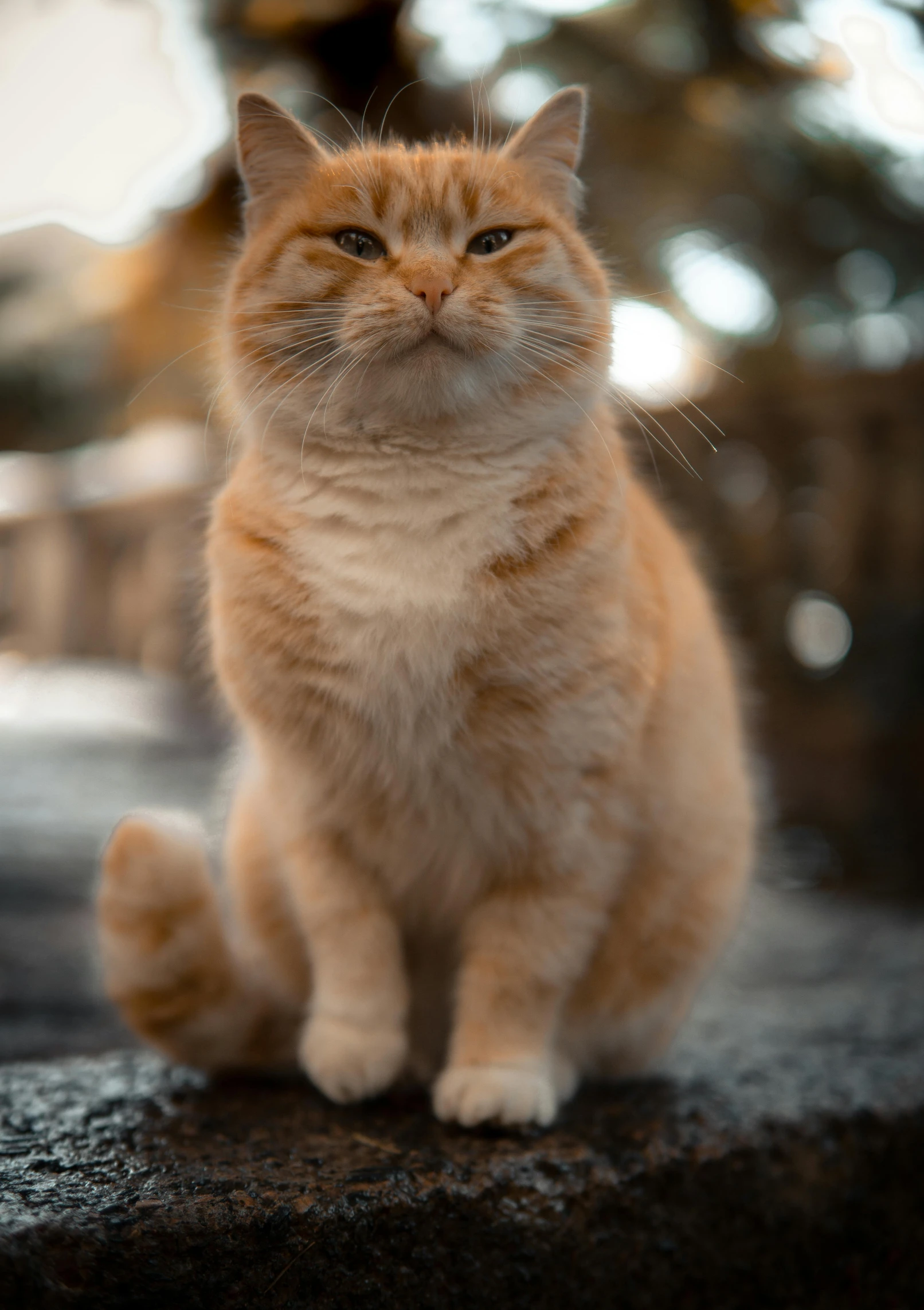 an orange cat sitting on top of a rock, a picture, trending on unsplash, perfectly proportioned face, high quality photo, mittens, slightly pixelated