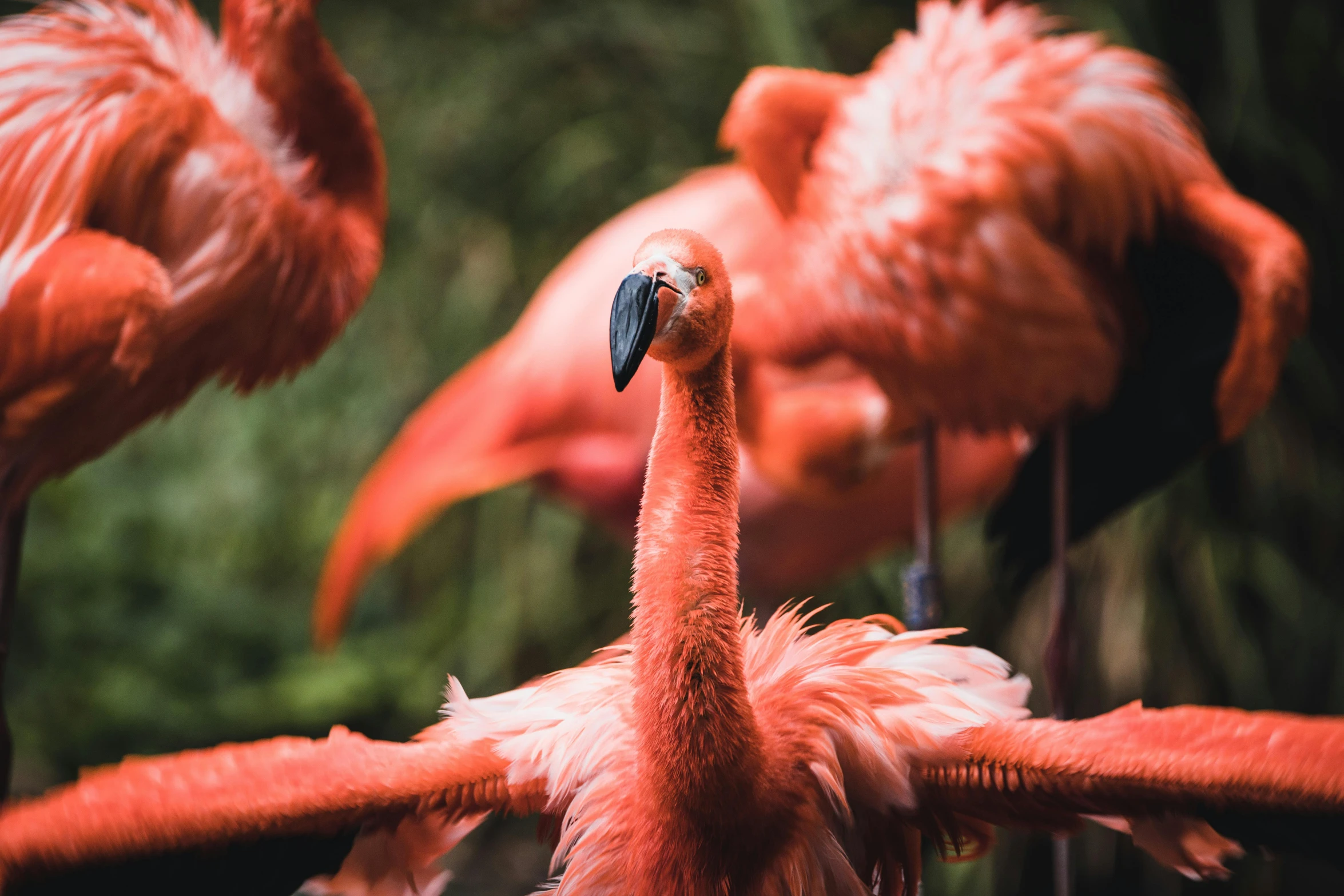 a group of flamingos standing next to each other, a photo, by Adam Marczyński, pexels contest winner, 🦩🪐🐞👩🏻🦳, tropical bird feathers, museum quality photo, doing a hot majestic pose