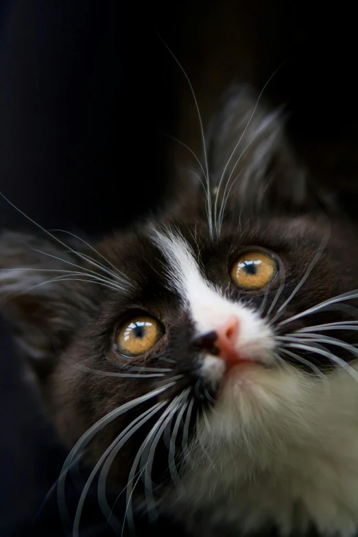 a black and white cat looking up at the camera, by Jan Tengnagel, closeup of an adorable, a hyper-detailed, tufty whiskers, miniature kitten