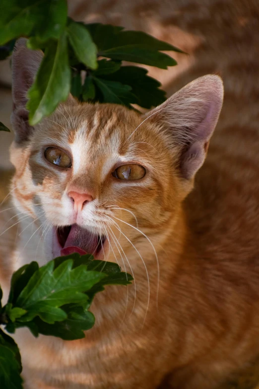 a close up of a cat with a plant in its mouth, screeching, vine covered, profile image, orange