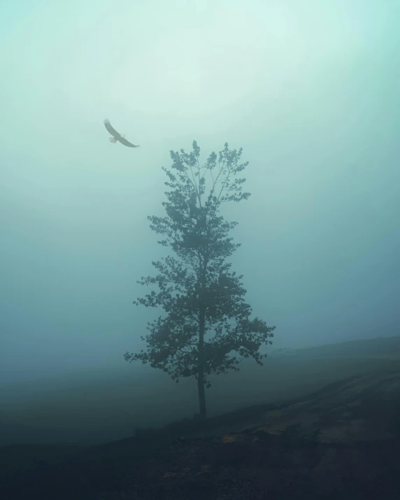 a lone tree in the middle of a foggy field, an album cover, inspired by Elsa Bleda, unsplash contest winner, bird flying out of water, spooky photo, instagram photo, tourist photo