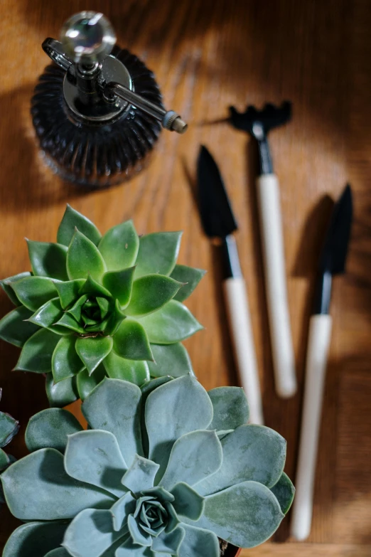 a couple of succulents sitting on top of a wooden table, a still life, inspired by Art Green, unsplash, tools, cutlery, looking towards camera, product display photograph