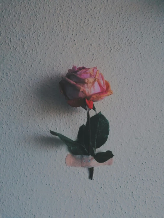 a single flower being held to a wall by someone's finger