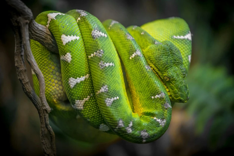 a close up of a green snake on a branch, pexels contest winner, giant coiling snake machine, pearlescent skin, 🦩🪐🐞👩🏻🦳, a brightly coloured