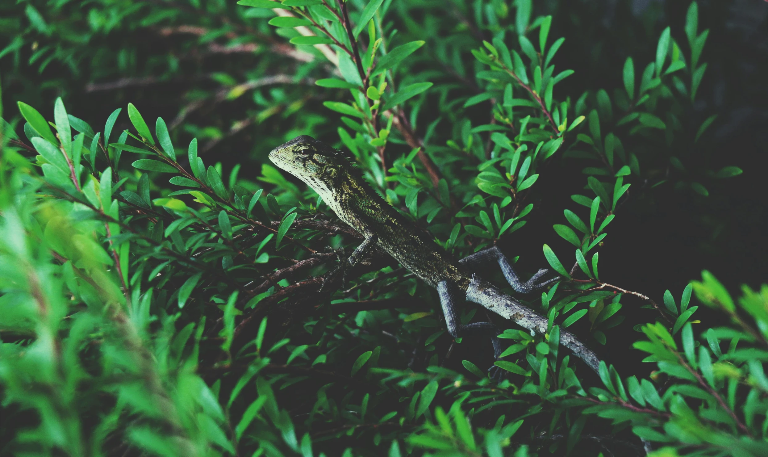 a lizard sitting on top of a tree branch, by Carey Morris, pexels contest winner, hurufiyya, shot on kodak ektar, shrubbery, australian, green foliage