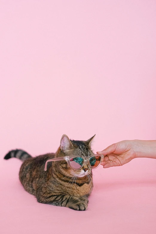 a person petting a cat on a pink background, by Julia Pishtar, trending on pexels, big glasses, mixed animal, laser, gif