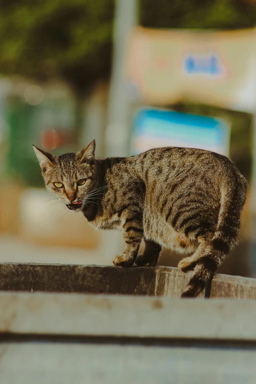 a cat that is standing on a ledge, biting lip, on a street, in an action pose, wide neck