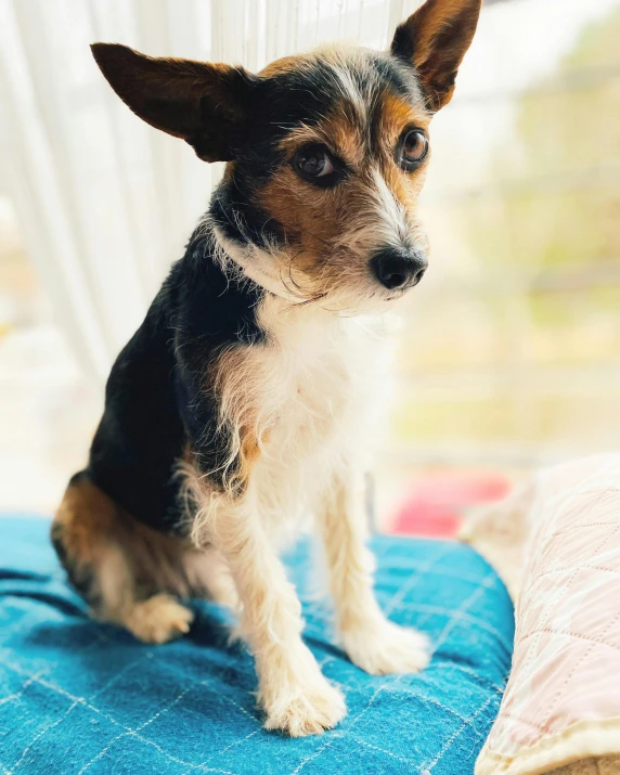 a small dog sitting on top of a blue blanket, profile image, mixed animal, multiple stories, looking serious