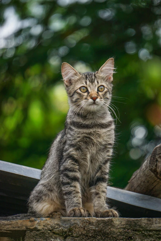 a cat sitting on top of a roof next to a tree, up close, sitting on a bench, looking content, kittens