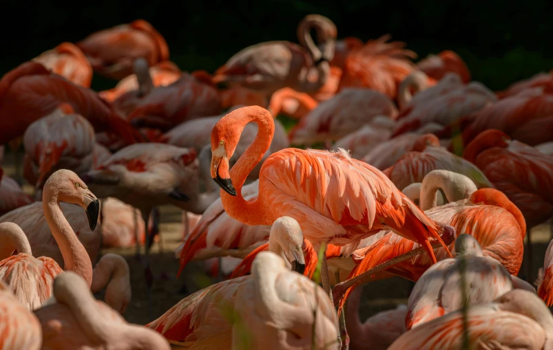 a large group of flamingos standing next to each other, by Elsa Bleda, pexels contest winner, fan favorite, zoo, birds are all over the ground, slide show