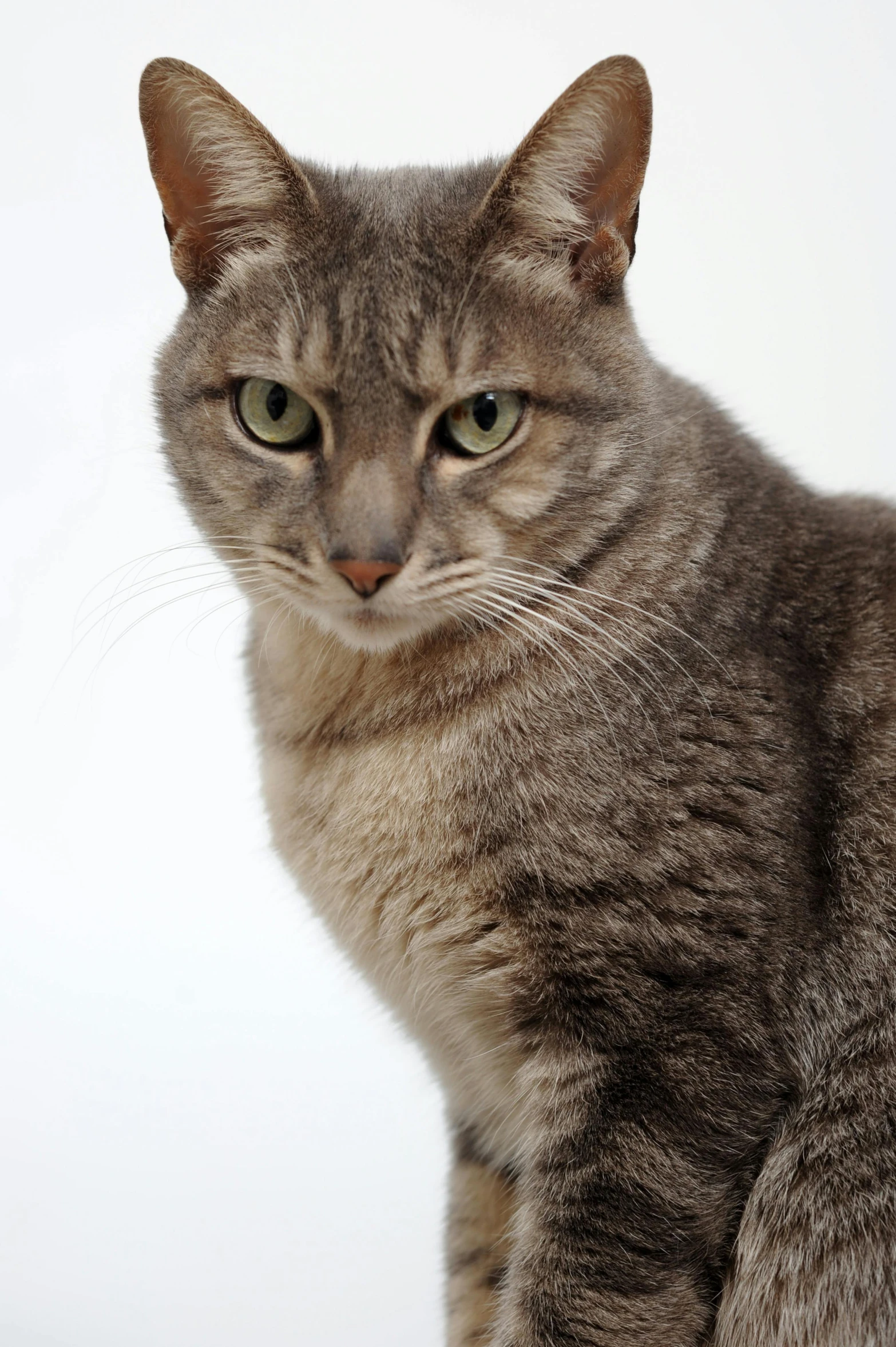 a close up of a cat sitting on a table, facing the camera, on a gray background, but a stern look about her, hip-length