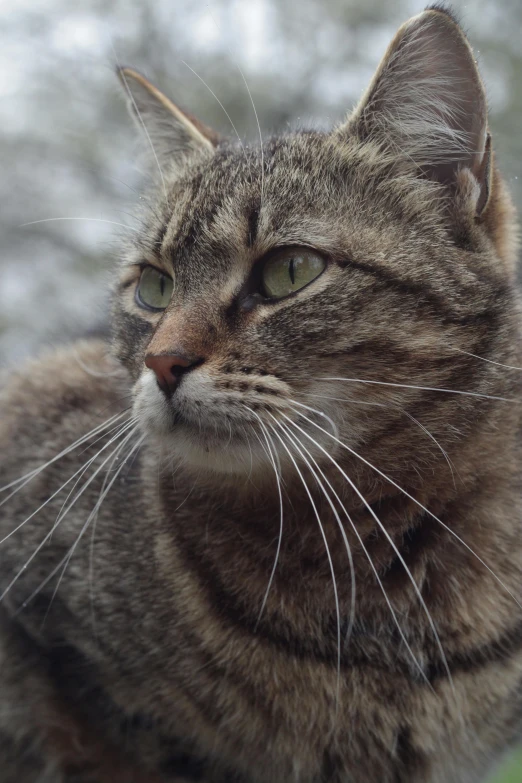 a close up of a cat sitting on a window sill, by Terese Nielsen, fierce expression 4k, shot on 1 5 0 mm, hunting, mid-shot of a hunky