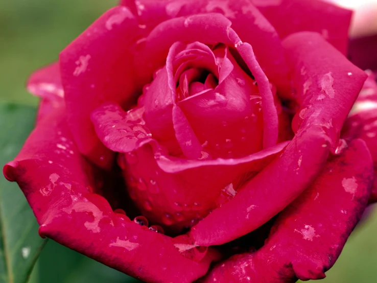 the petals of a red rose with drops of water