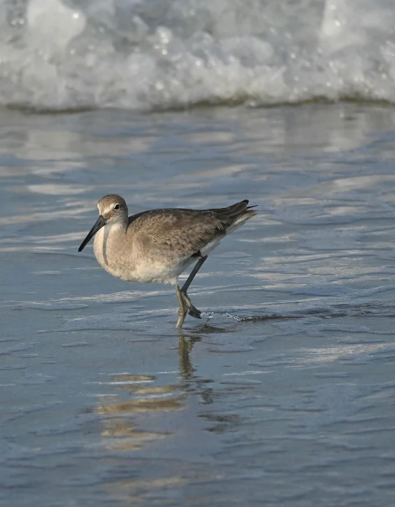 a bird that is standing in the water, posing on a beach with the ocean