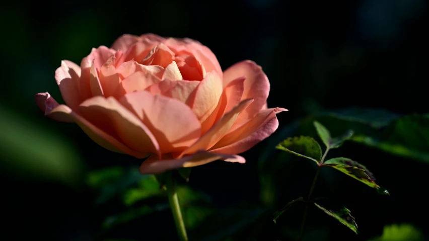 the bright orange flowers have pink petals