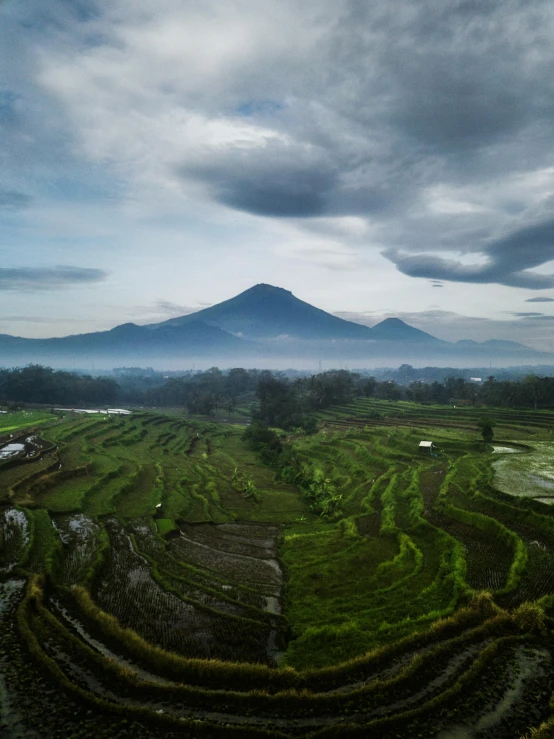 rice terraces are surrounded by mountains, and there is only one tree