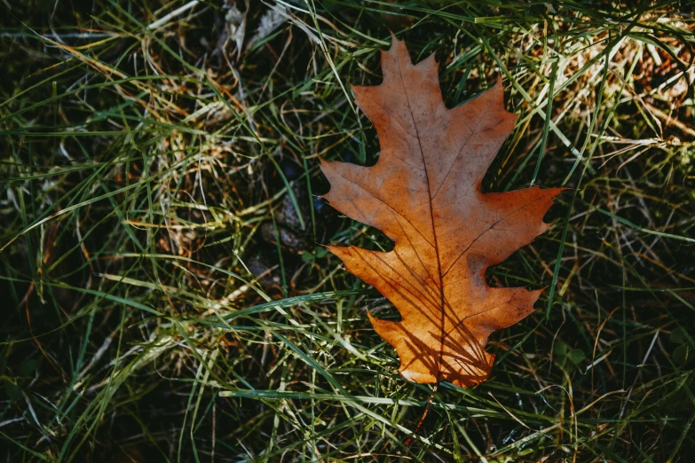 a leaf that is laying in the grass, by Attila Meszlenyi, unsplash, land art, brown, oak leaf beard, ignant, vintage color