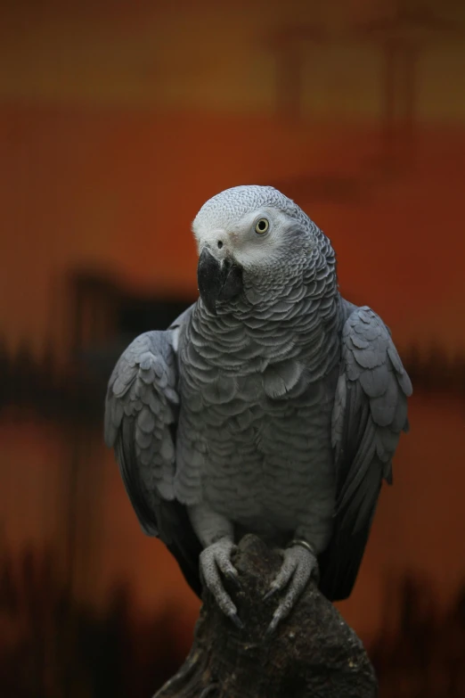 a parrot sitting on top of a tree branch, a portrait, pexels contest winner, arabesque, solid grey, in front of an orange background, grey skin, alabama