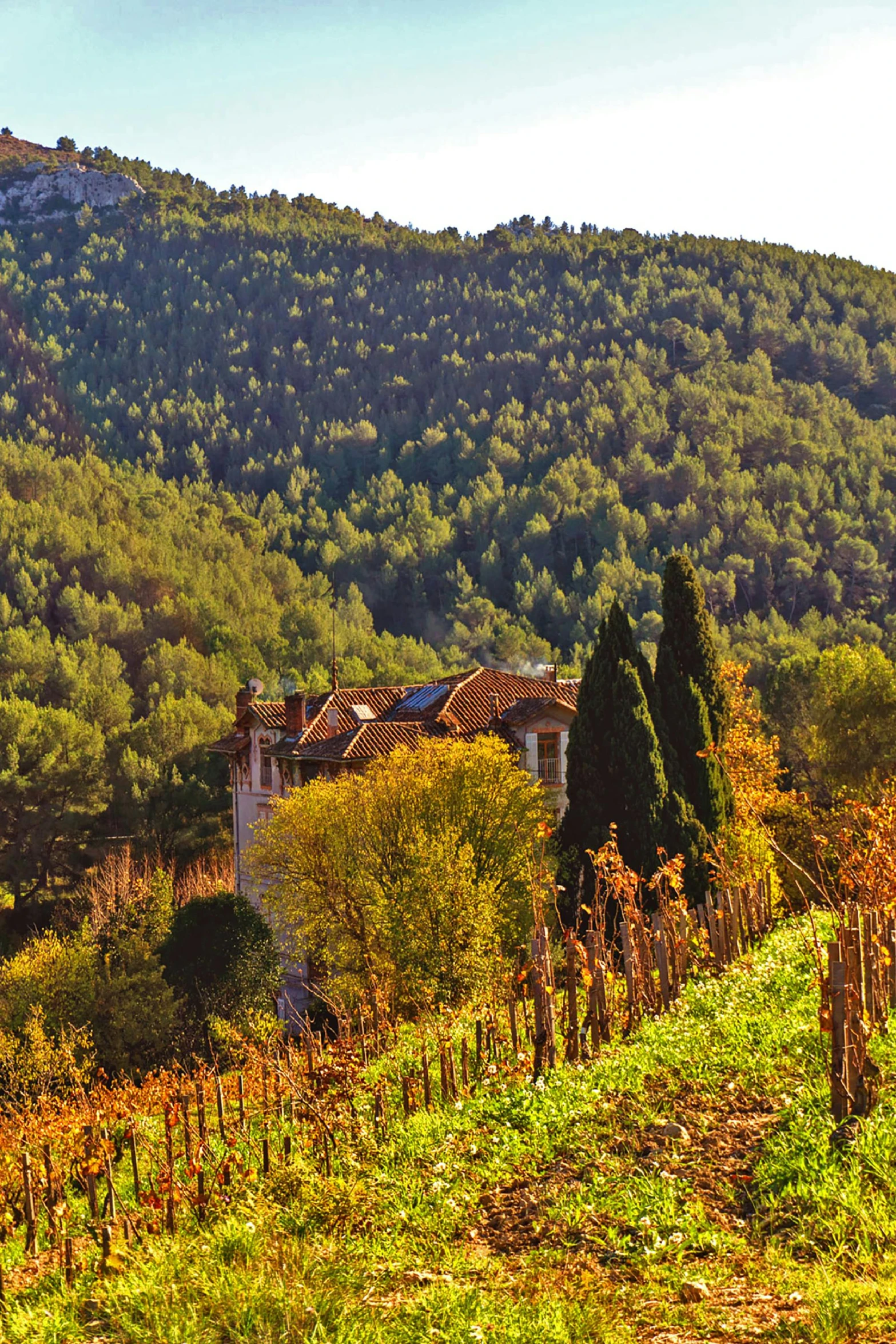 cows grazing in a field and hills with houses