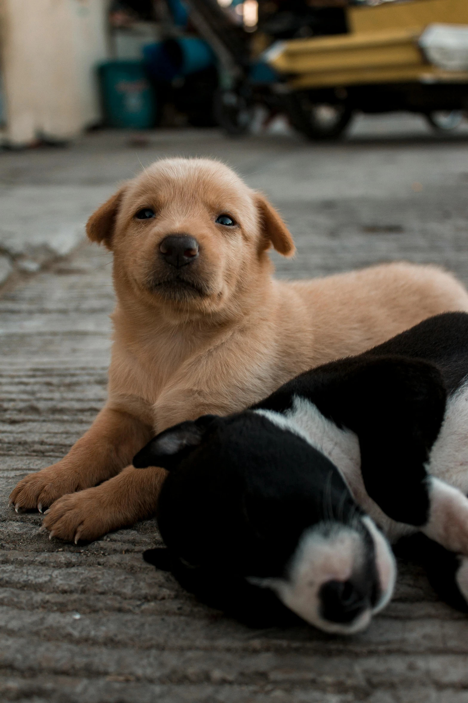 a couple of dogs laying on top of each other, pexels contest winner, puppy, on a street, brown, adoptable