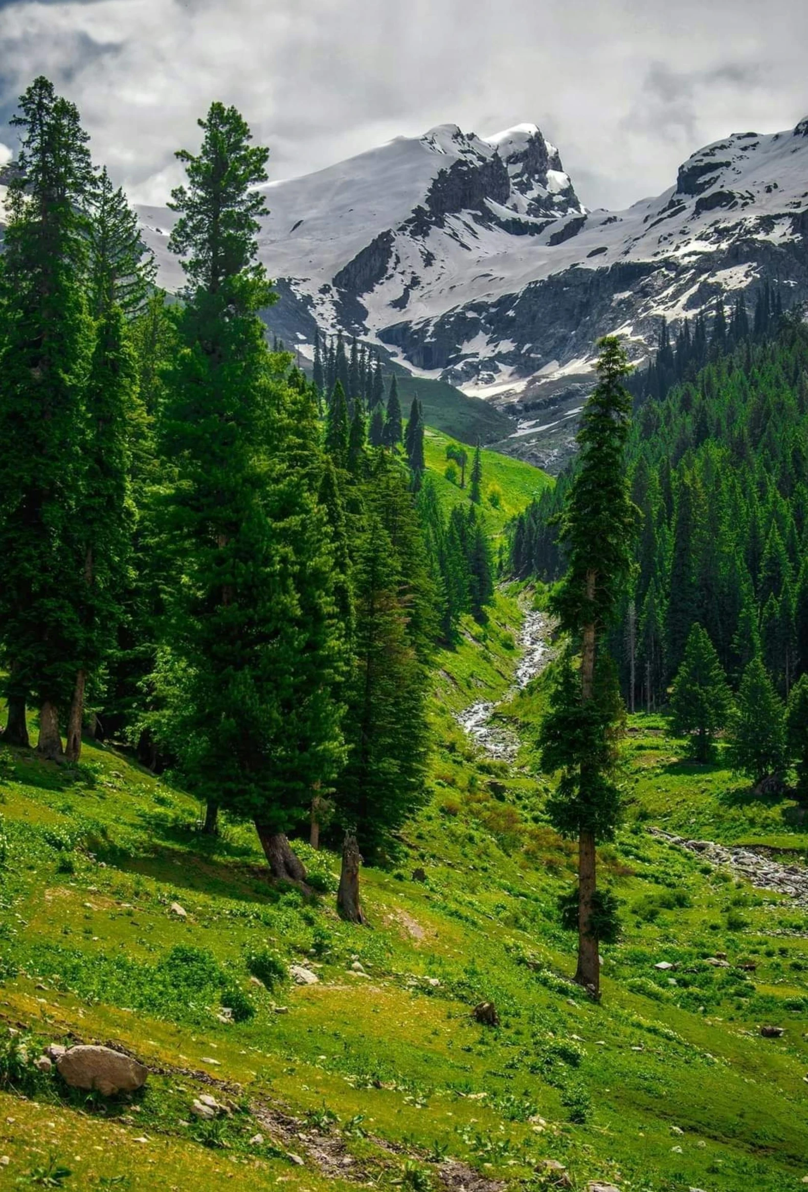 a herd of cattle grazing on a lush green hillside, a picture, by Sohrab Sepehri, tall pine trees, glaciers, islamic, nature photograph