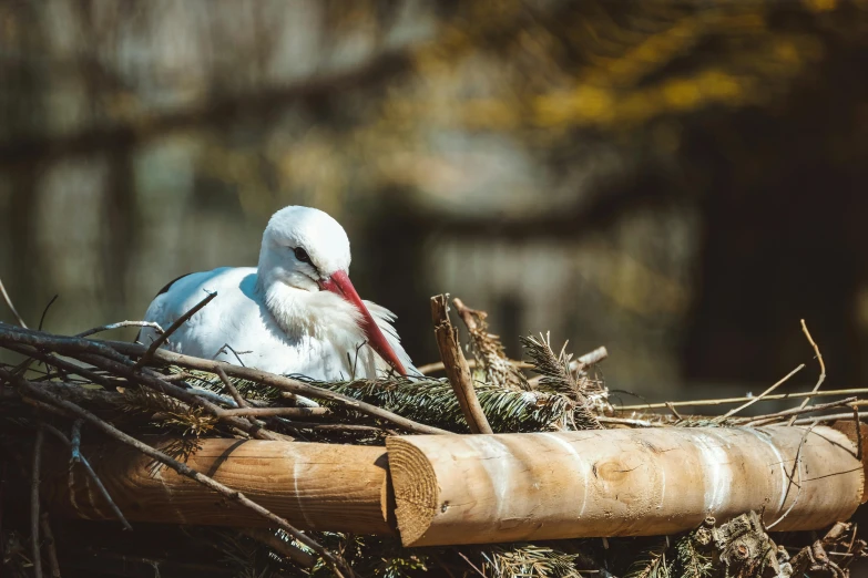 a white bird sitting on top of a nest, by Jan Tengnagel, unsplash contest winner, hurufiyya, on a wooden tray, crane, 15081959 21121991 01012000 4k, high quality picture