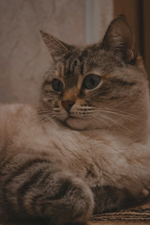 a cat that is laying down on the floor, by Adam Marczyński, trending on unsplash, bottom body close up, brown ) ), desaturated, she has a cute face