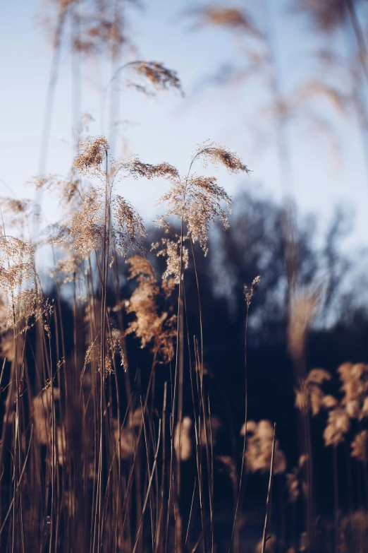 some tall dry weeds with trees behind them