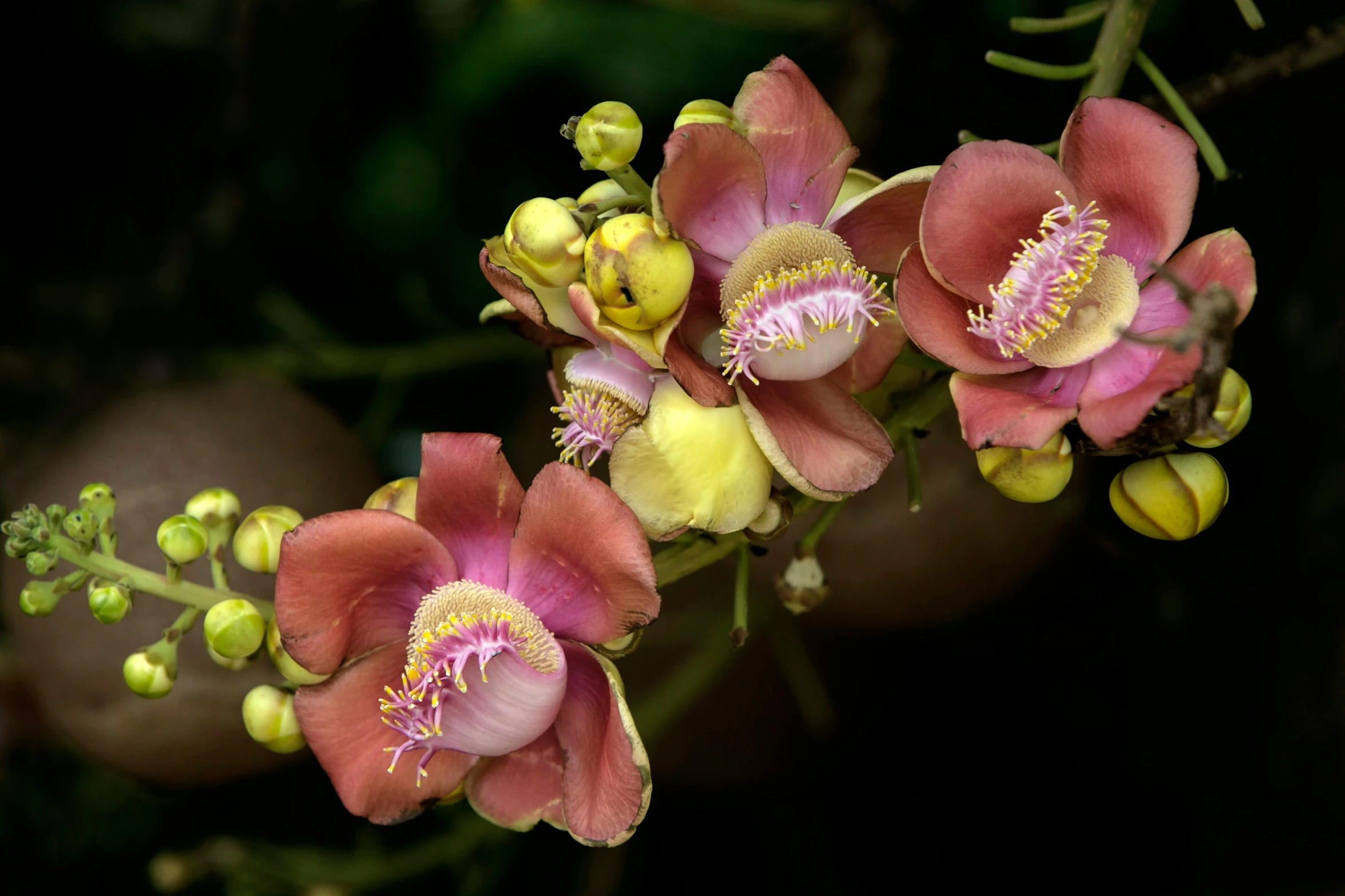 a close up of a bunch of flowers on a tree, snap traps of dionaea muscipula, mangosteen, striking colour, lpoty