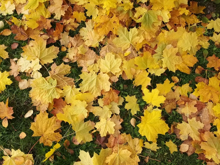 a bunch of yellow leaves laying on the ground, pixabay, # nofilter, instagram photo, large patches of plain colours, 3 4 5 3 1