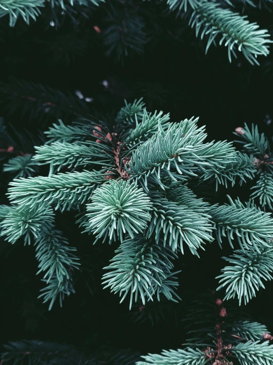 a close up of a pine tree with green needles, an album cover, inspired by Elsa Bleda, trending on unsplash, renaissance, blue gray, alessio albi, 🌲🌌