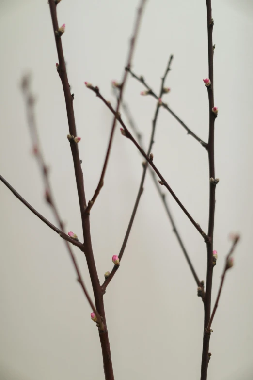 a bird sitting on top of a tree branch, by David Simpson, unsplash, conceptual art, flowering buds, 165 cm tall, detail shot, indoor picture