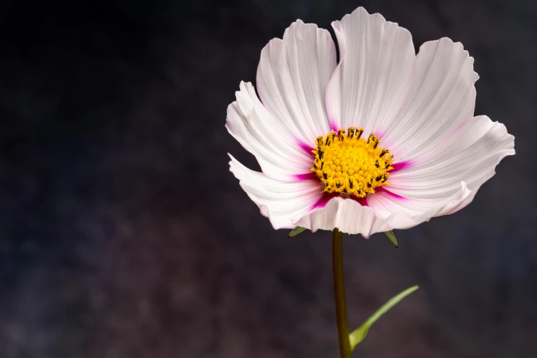 a single white flower with a yellow center, unsplash, minimalism, pink, cosmos, shot with canon 5 d mark ii, illuminated