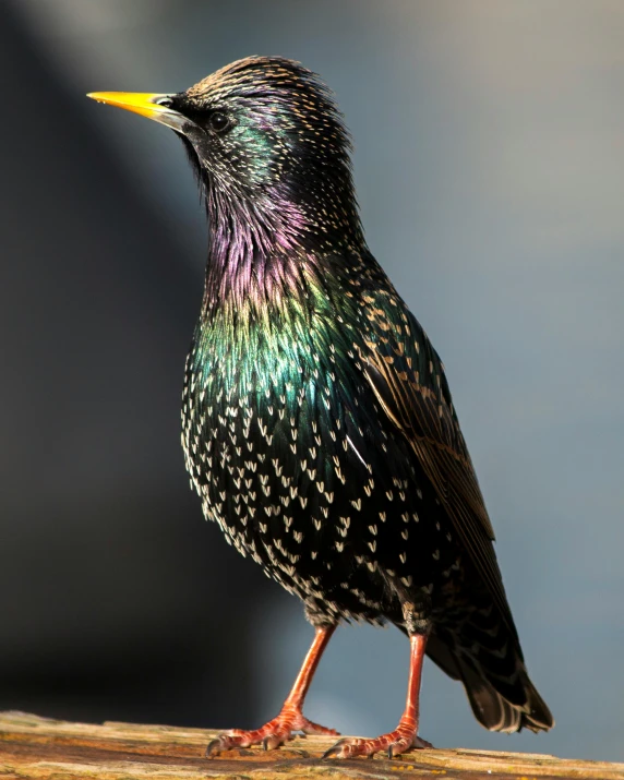 a black bird sitting on top of a wooden stick, vibrant color with gold speckles, photo from the side, iridescent skin, looking upwards