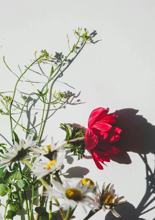 a vase filled with flowers sitting on top of a table, unsplash, romanticism, soft grey and red natural light, sun overhead, set against a white background, light scatter