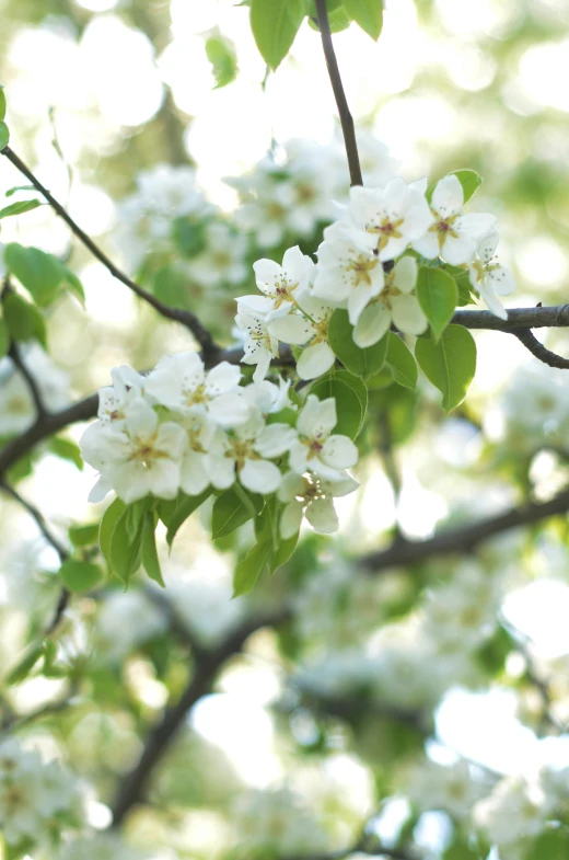 a close up of a tree with white flowers, fruit and flowers, trees outside, zoomed in, no cropping