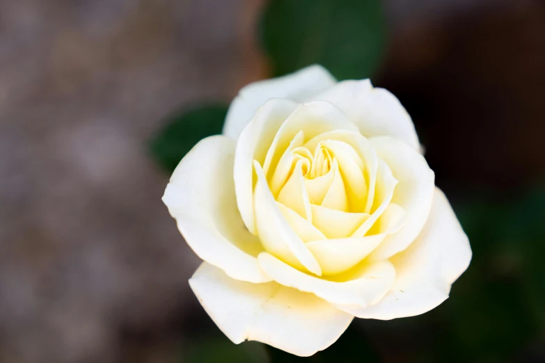 a close up of a white rose with green leaves, unsplash, light yellow, as photograph, rectangle, instagram post
